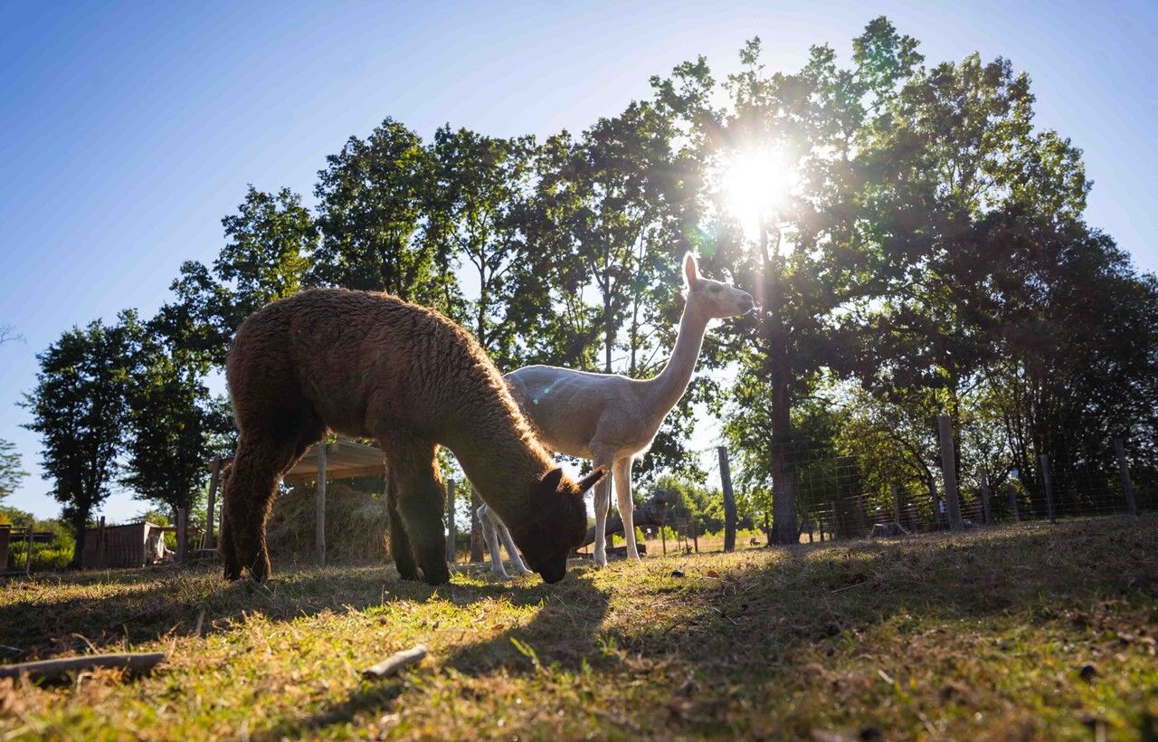 La Guyonnière - Camping du Lac de la Chausselière